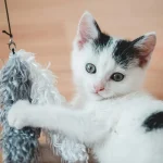 Combien de jours jusqu’à la Journée internationale du chat en 2025 ?