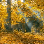 Comment le changement de saison affecte notre environnement local