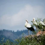 Comment les équinoxes influencent le comportement animal