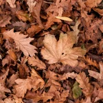 La célébration de l’équinoxe d’automne : traditions et significations.