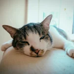 La Journée des chats : un événement pour tous les amoureux des félins
