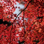 Pourquoi les feuilles changent de couleur ? Explications pour l’automne 2024