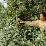 Quelle lune pour tailler les arbres fruitiers en 2024 ?