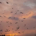 Comment les saisons affectent la faune : ce que nous réserve 2024