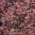 Quelle durée pour la période de floraison des cerisiers au Japon ?